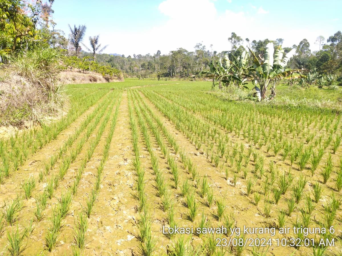 Musim Kemarau, Areal Sawah di Kebun Tebu Mulai Mengering