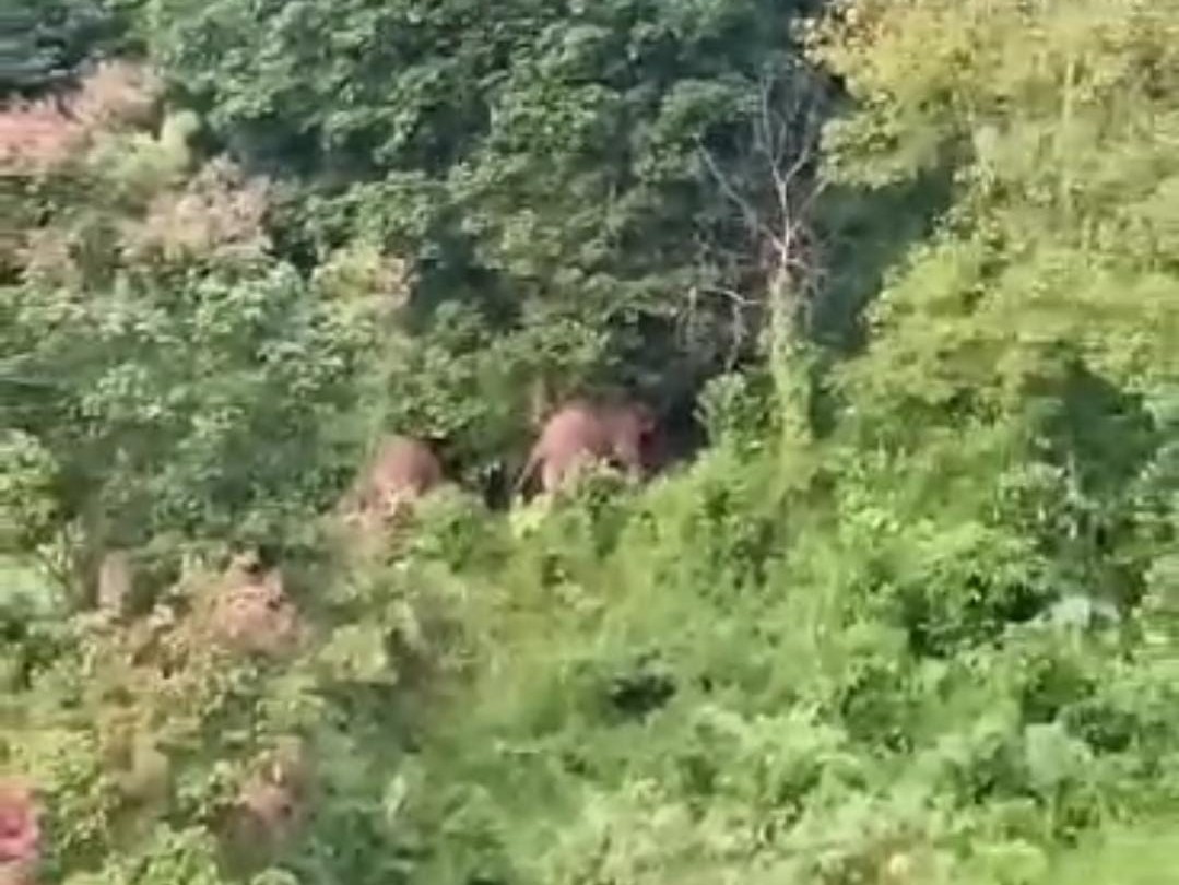 Lebih Agresif, Kawanan Gajah Terus Mengarah ke Pemukiman Penduduk