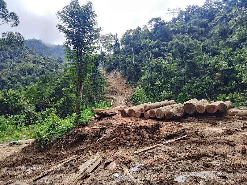 Dishut Lampung Sebut Penebangan Kayu di Pesisir Barat di Luar Kawasan, TNI Turun Hentikan Aktivitas