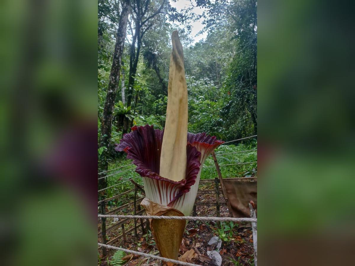 Bunga Bangkai Raksasa Tumbuh dan Mekar di Bumi Perkemahan TNBBS Kubu Perahu 