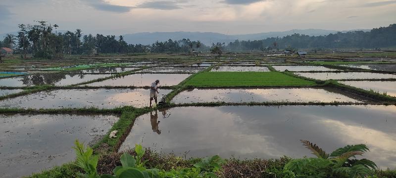 Proses Tanam Padi di Pesisir Barat Tak Terdampak Kemarau