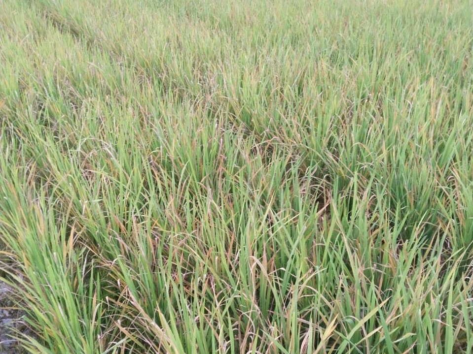 Tiga Hektar Sawah di Sumur Jaya Diserang Hama Kresek
