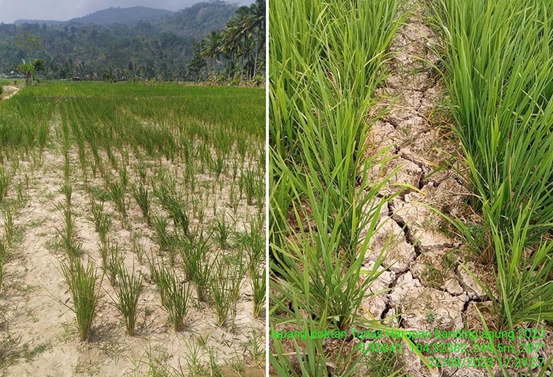 Respon Kekeringan Ratusan Hektare Sawah, Pemkab Lampung Barat Segera Cari Solusi