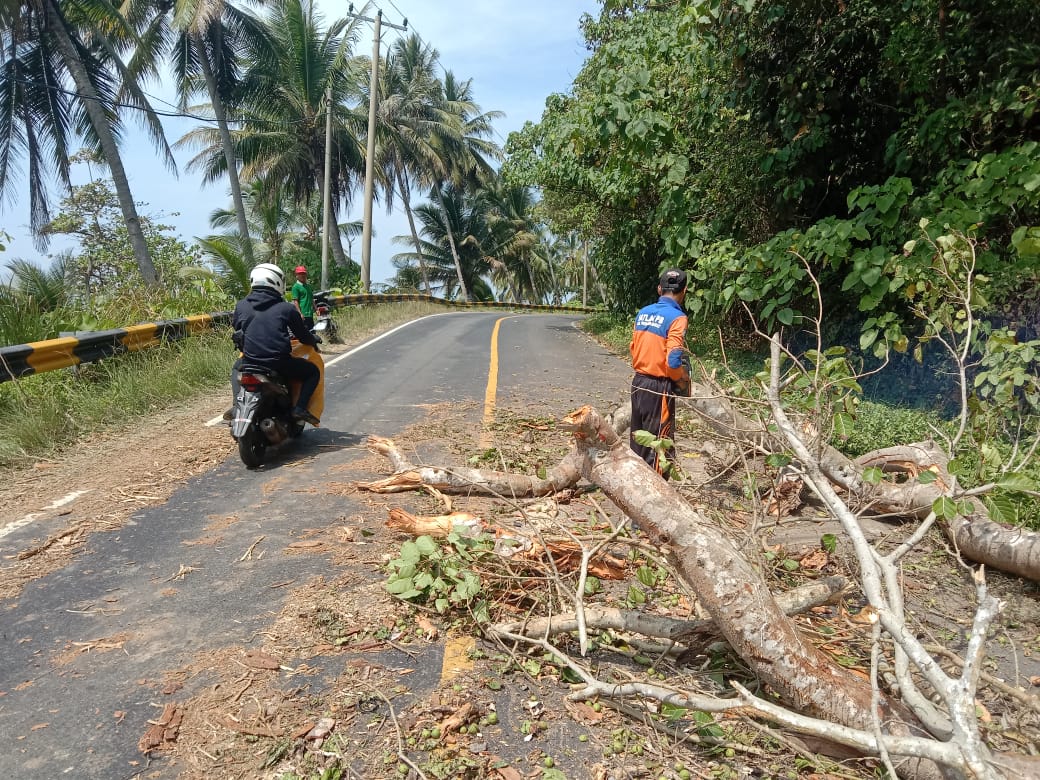 Tim Satlak BPBD Pesisir Barat Bersihkan Pohon Tumbang di Jalinbar
