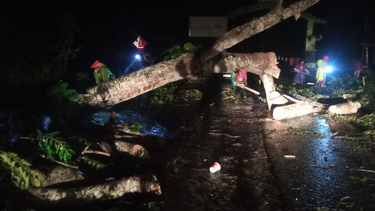 Hujan Deras, Satu Pohon Tumbang di Jalan Lintas Liwa-Krui 