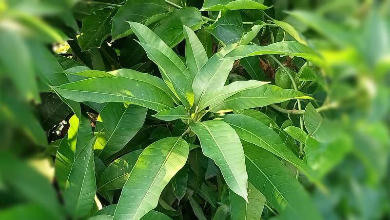 10 Manfaat Daun Mangga bagi kesehatan 