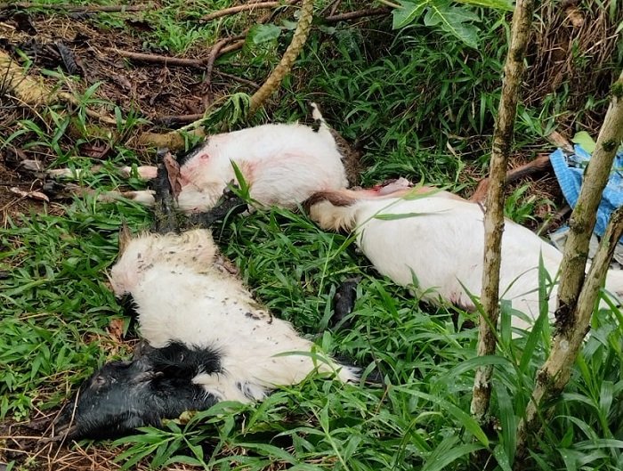 Mangsa Ternak Kambing dan Rusak Rumah, Warga Serungkuk Dibuat Resah oleh Munculnya Beruang Madu