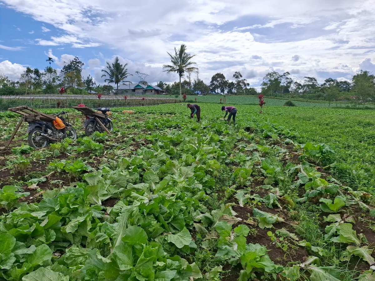 Para Petani Sayuran di Lambar Tengah Dihadapkan Anjloknya Harga Komoditas Hortikultura