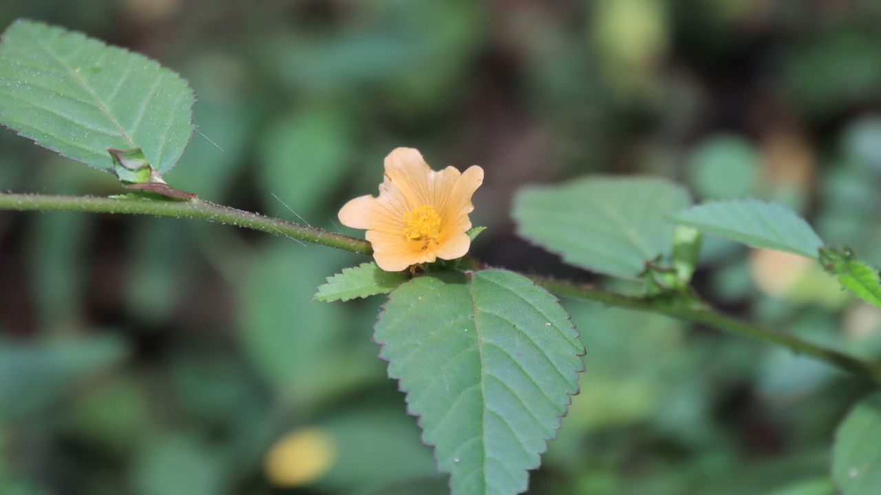 Sidaguri: Tumbuhan Herbal dengan Segudang Manfaat dan Risiko Kesehatan