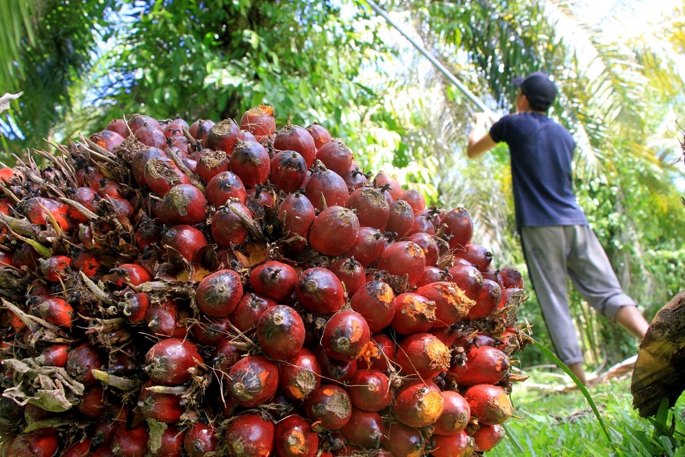 Kenaikan Tbs Sawit Belum Signifikan 