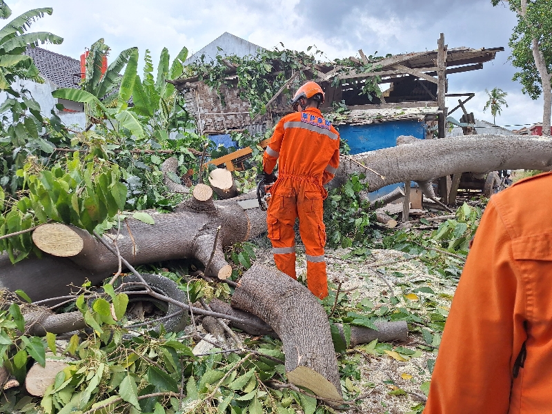Angin Kencang Tumbangkan Pohon di Kedamaian, Tim BPBD Lakukan Peninjauan