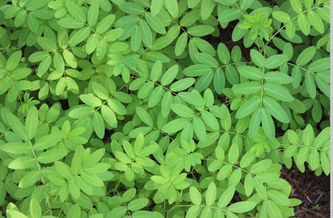 Daun Saga untuk Batuk: Manfaat, Cara Pemakaian, dan Hal yang Perlu Diperhatikan