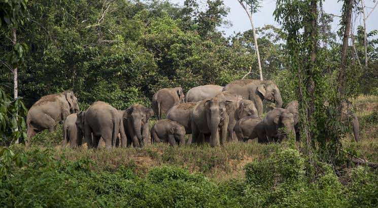 Panen Raya Kopi Diganggu Kawanan Gajah 