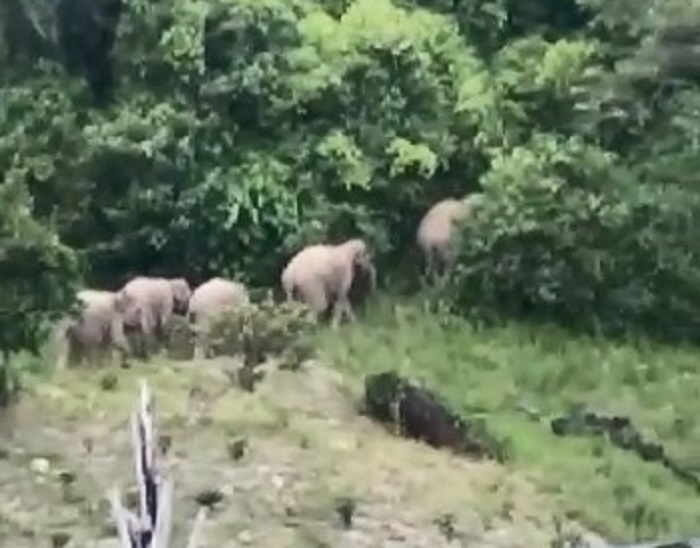 Sempat Masuk ke Pemukiman, 18 Ekor Gajah Berhasil Dihalau