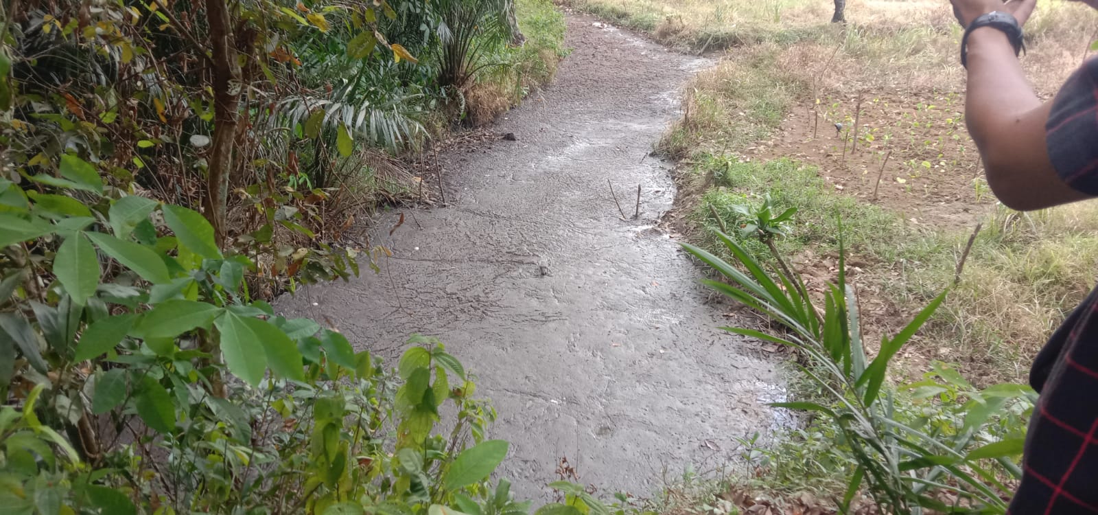 Limbah Tepung Aren Diduga Cemari Sungai, Sawah Warga Kalibalangan Gagal Panen