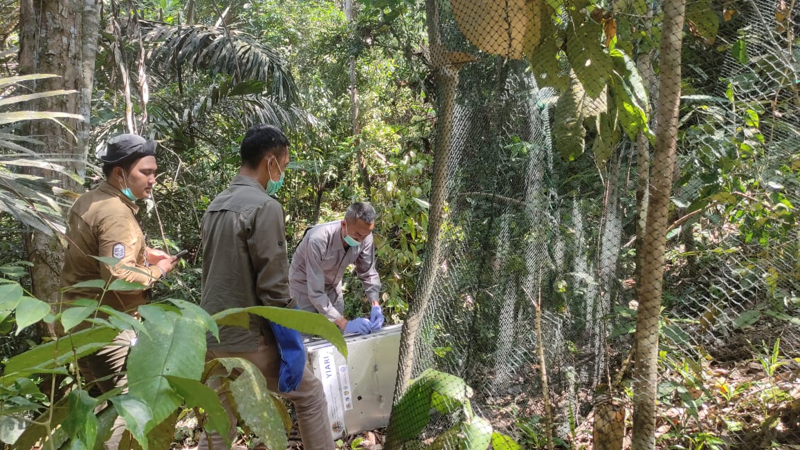 Satwa Liar Hasil Sitaan Perdagangan Ilegal dan Konflik Kembali Dilepasliarkan di Kawasan TNBBS