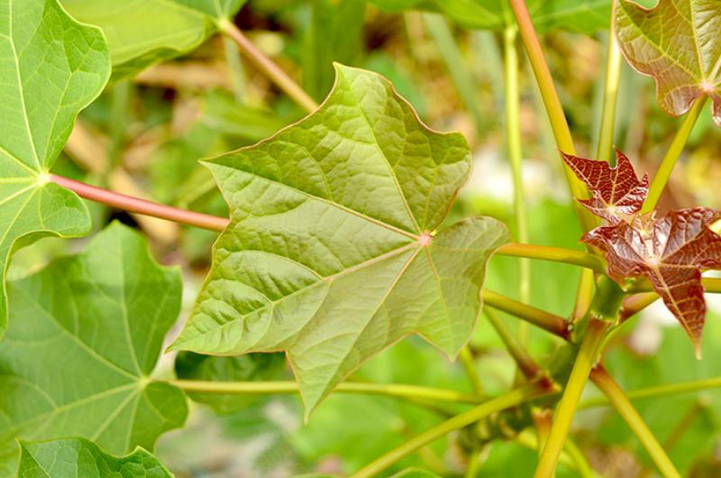 Manfaat Daun Jarak Pagar bagi Kesehatan: Sebuah Pandangan Mendalam