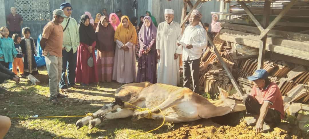 Idul Adha, Aparatur Pekon Tribudi Makmur Kurban Sapi 