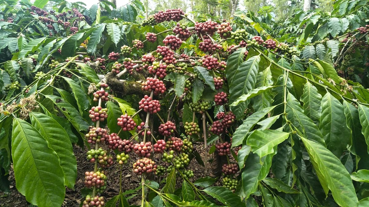 Kebun Kopi yang Bakal Dikunjungi Presiden Jokowi Hasilkan 3,5 Ton Per Hektar