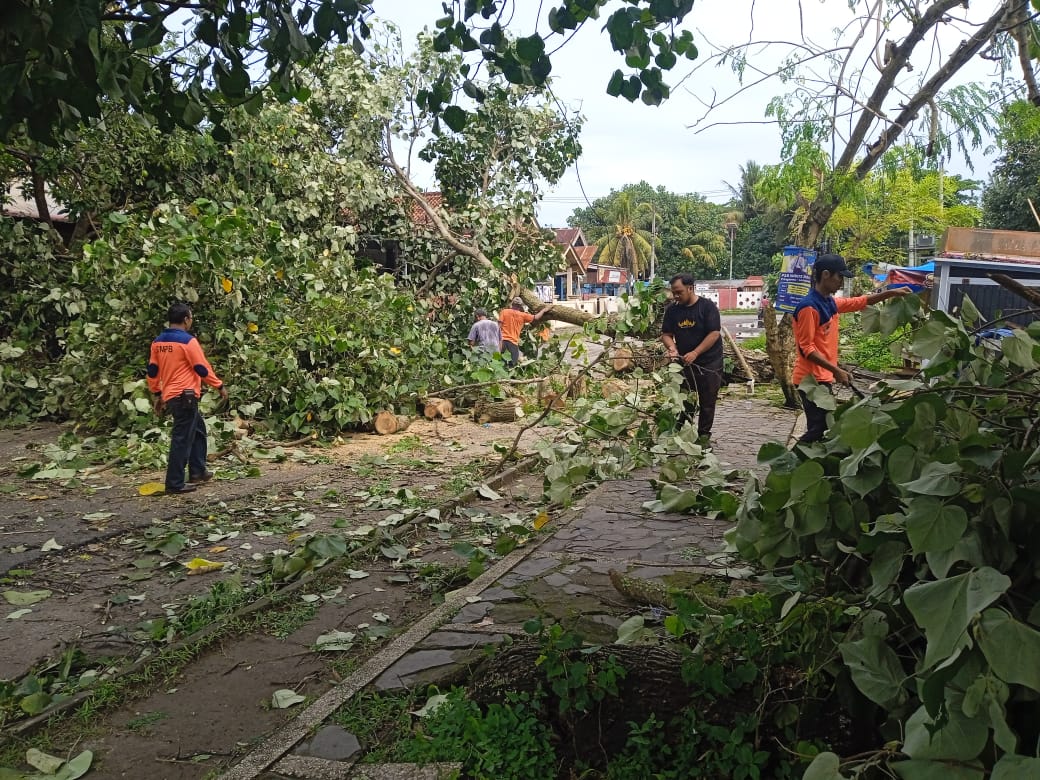 BPBD Pesisir Barat Gerak Cepat Bersihkan Pohon Tumbang