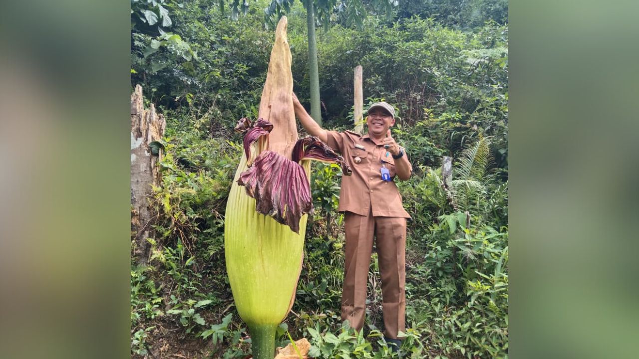 Langka! Bunga Bangkai Mekar di Hantatai, Jadi Daya Tarik Warga