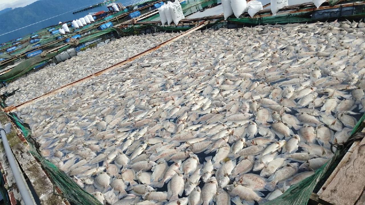Ribuan Ikan Mati di Teluk Tuba, 14 Ton Limbah Dibersihkan Cegah Pencemaran Danau Ranau