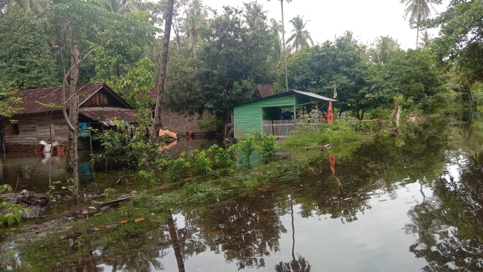 Puluhan Rumah Warga di Pekon Walur Sempat Tergenang Banjir
