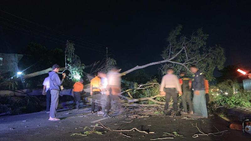 Pohon Sengon Tumbang di Jalan Soekarno Hatta, Satu Pengendara Luka Berat