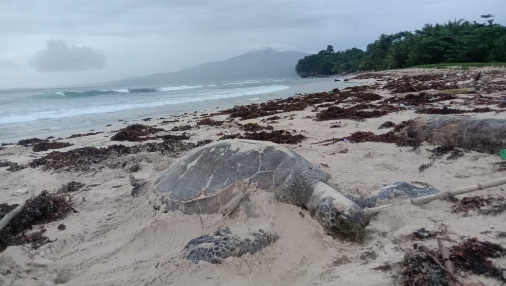 Seekor Penyu Ukuran Besar Ditemukan Mati di Pantai Labuhan Jukung, Begini Kondisinya
