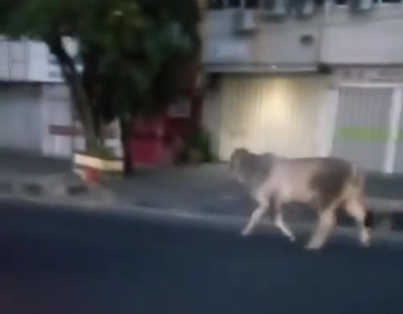 Dua Sapi Kurban Lepas, Bikin Heboh Warga Bandar Lampung