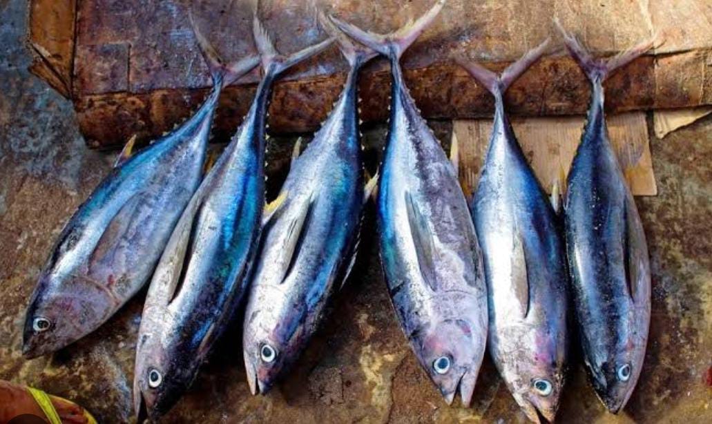 Mengandung Vitamin B dan Kaya Omega-3, Ikan Tongkol Sangat Baik untuk Tubuh