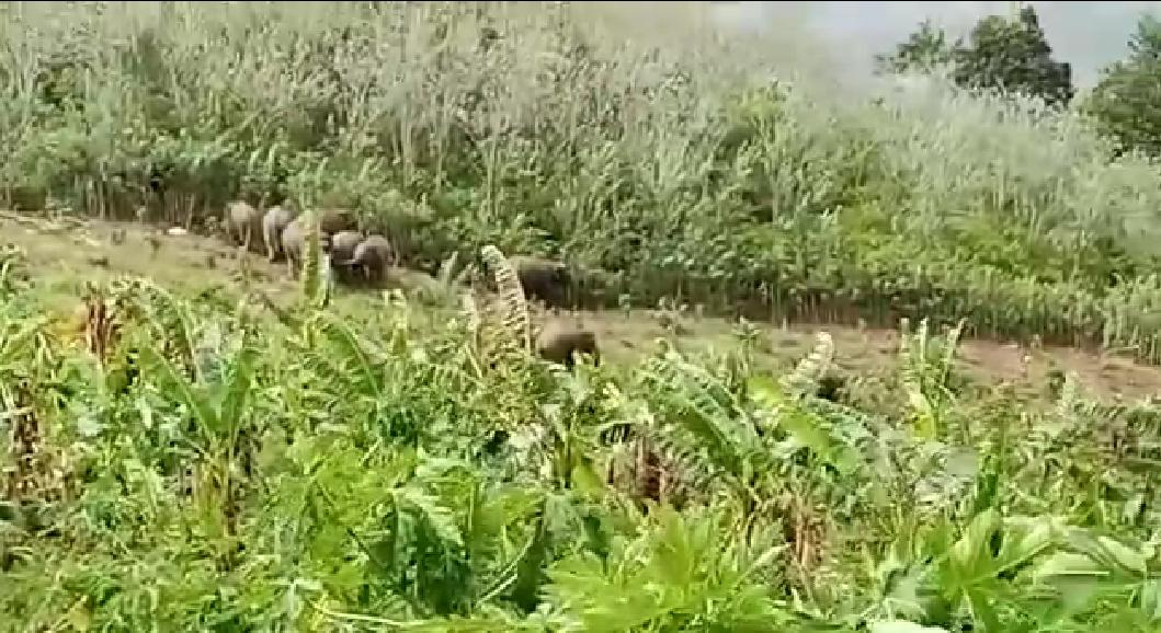 Belasan Hektar Kebun Pisang Warga Rusak Akibat Konflik Gajah