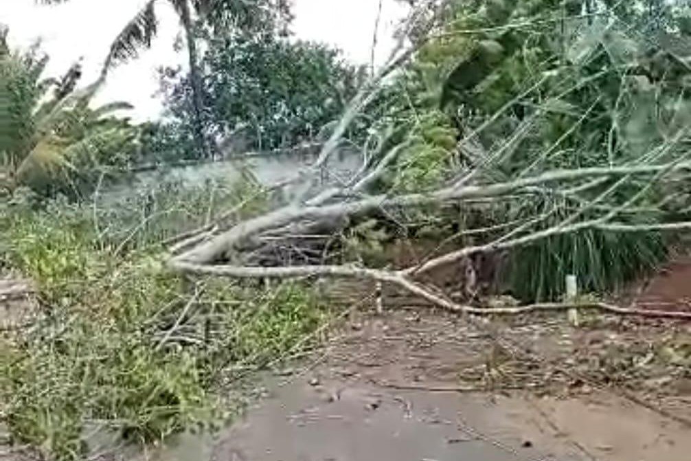 Pohon Tumbang di Lampung Utara Menimpa Kabel Listrik dan Sepeda Motor