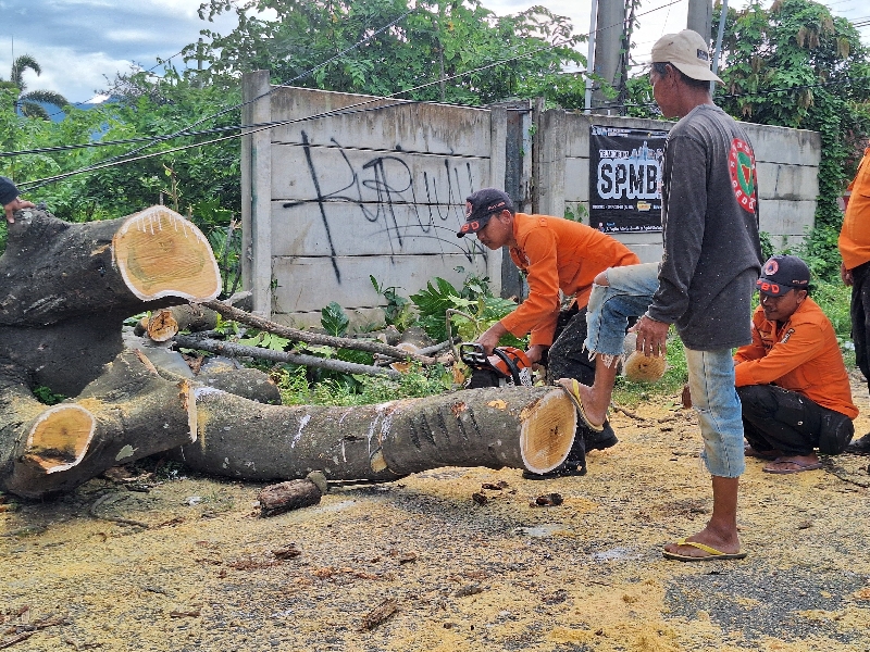 BPBD Kota Bandar Lampung Evakuasi Pohon Tumbang yang Tutup Akses Jalan