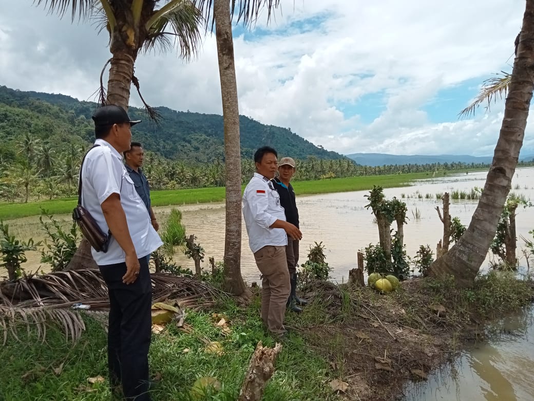 Sudah Empat Hari Terendam, Ratusan Hektar Tanaman Padi di Suoh Berpotensi Gagal Panen