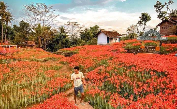 Amarilis Mekar, Daya Tarik Wisata Akhir Tahun di Yogyakarta