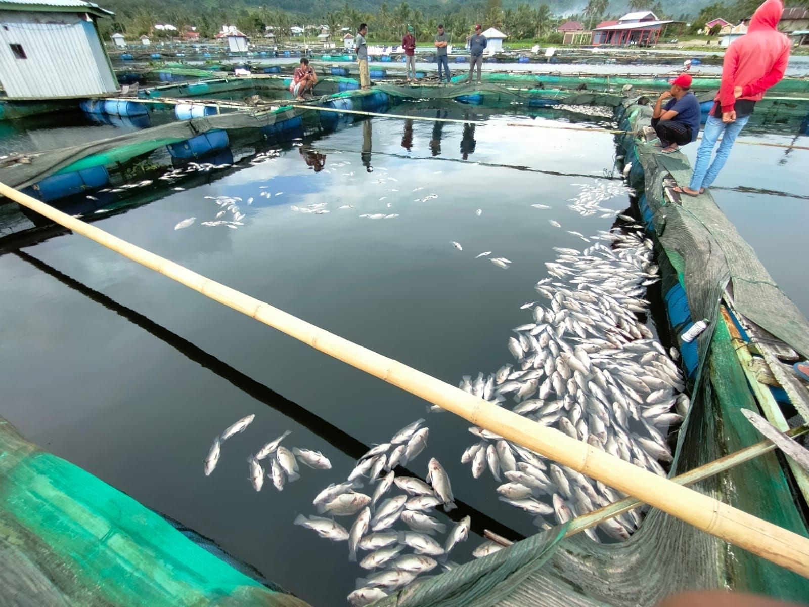 Fenomena Alam Sebabkan Ikan Mati Massal, Dinas Perikanan Lambar akan Uji Kandungan Air