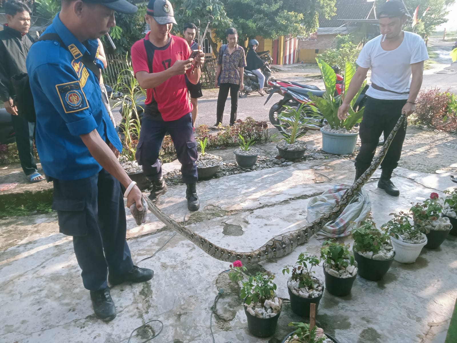 Kerap Memangsa Ternak Ayam, Petugas Damkar Tangkap Ular Sanca