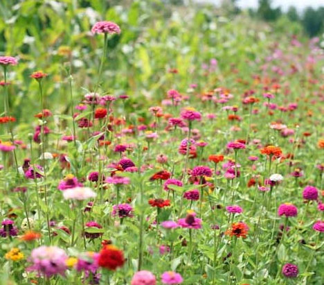 Tujuh Cara Menanam dan Manfaat Bunga Zinnia