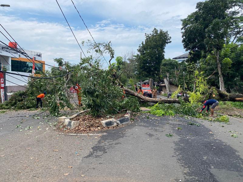 Pohon Tumbang Sebabkan Satu Korban dan Tiang Listrik Patah, PLN Lampung Gerak Cepat Normalkan Pasokan Listrik