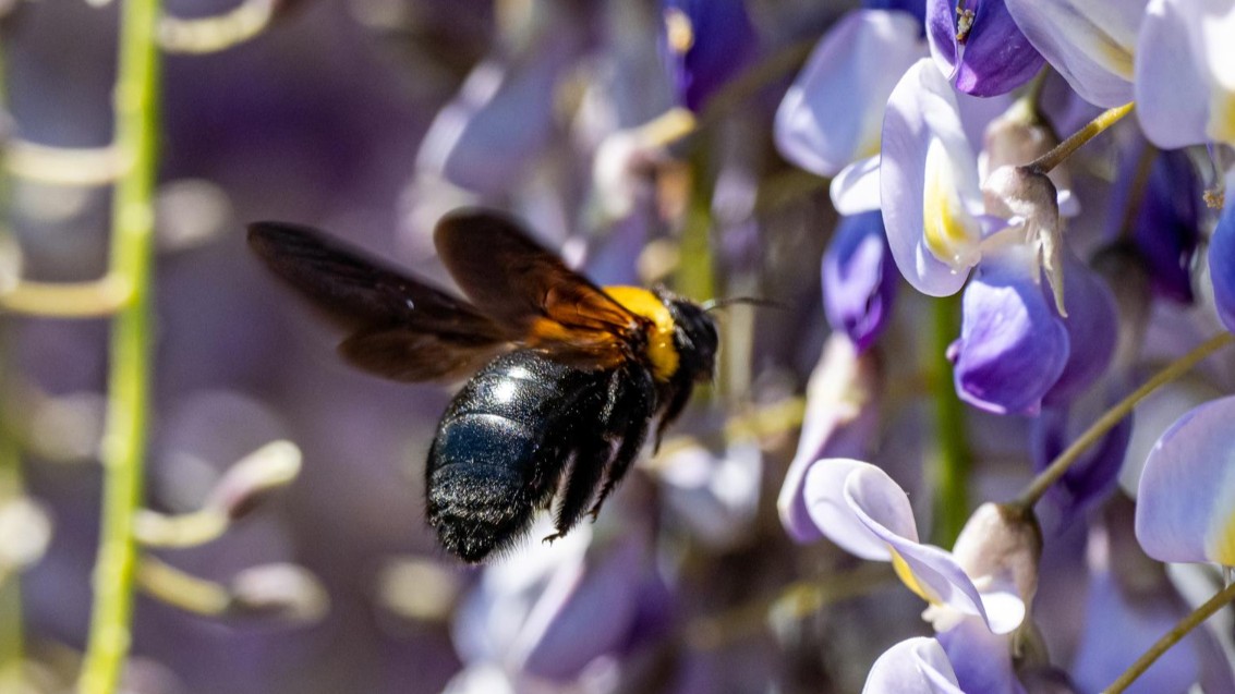 Tanaman Bisa 'Mendengar' Kepakan Sayap Serangga, Ini Penjelasan Ilmiahnya