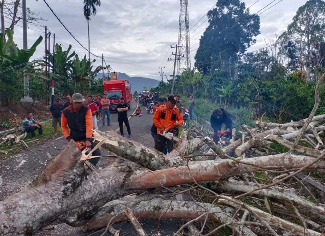 Pohon Tumbang Sempat Lumpuhkan Jalan Lintas Nasional di Batu Brak, Lalu Lintas Kembali Normal