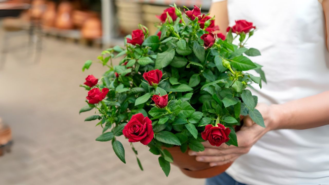 Cara Tanam Bunga Mawar di Pot agar Subur dan Indah