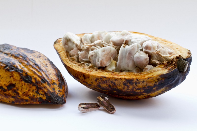 Kakao, Potensi Besar Yang Masih Terabaikan