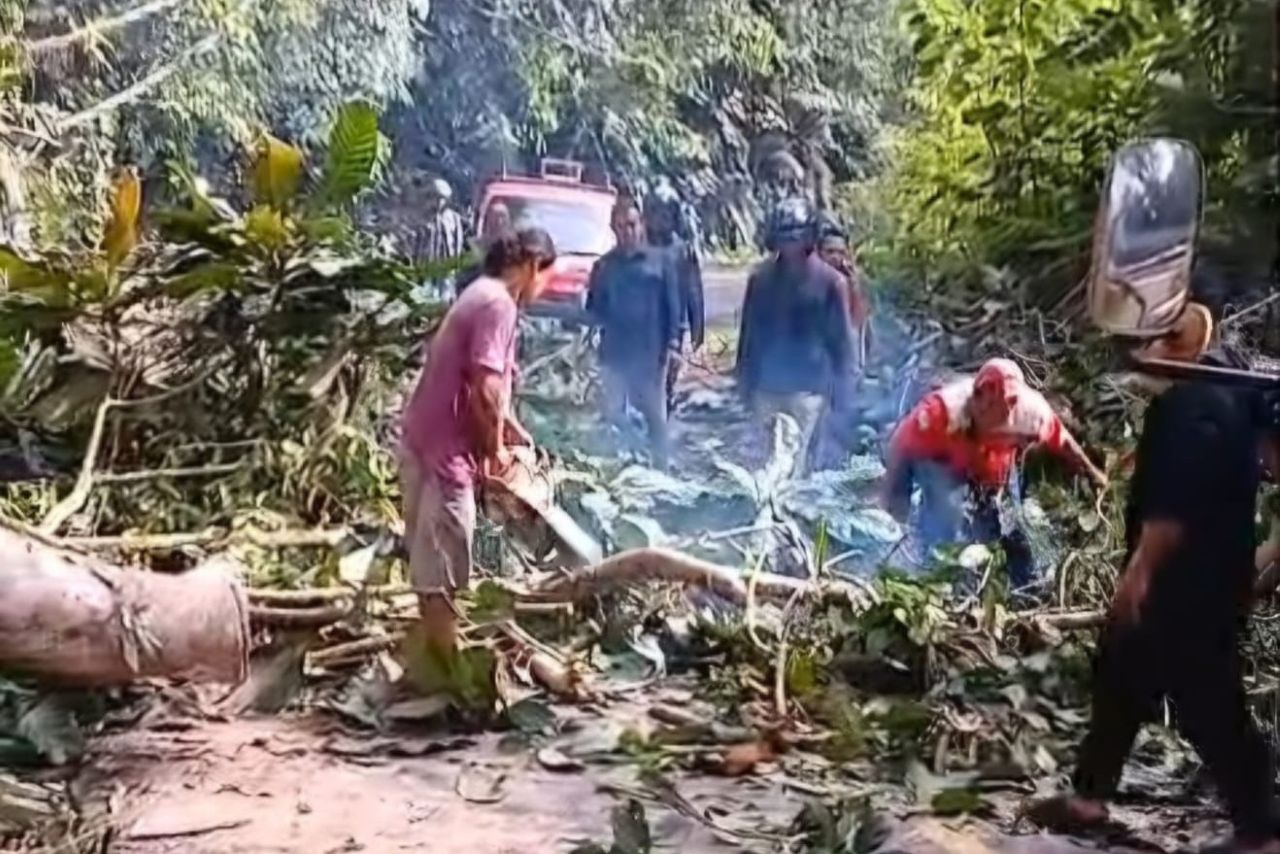 Dilanda Hujan, Bencana Pohon Tumbang Sempat Lumpuhkan Akses Liwa-Krui di KM 28   