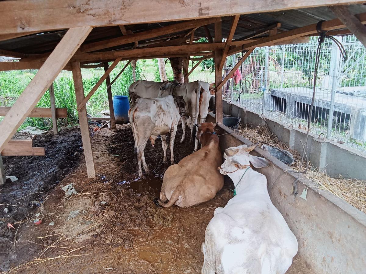 Pemkab Lampung Barat Tingkatkan Pengawasan Lalu Lintas Hewan Qurban 