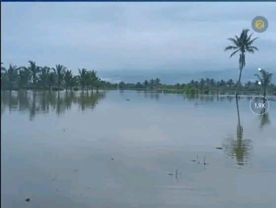 Setelah Kekeringan, Petani di Suoh Kini Terkendala Banjir