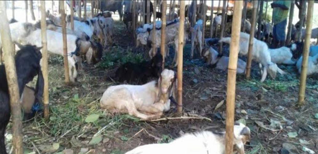 Penjual Hewan Kurban di Bandar Lampung Masih Sepi Pembeli 