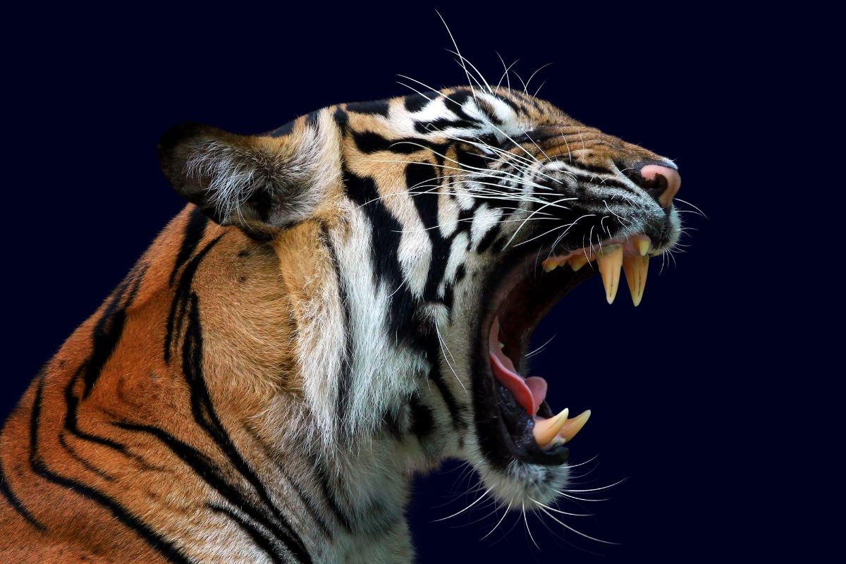 Harimau Kembali Menerkam Warga, Korban Tewas Mengenaskan