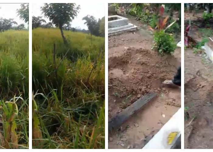 Kawanan Gajah Rusak Makam, Tanaman Padi dan Jagung di Suoh Lampung Barat 